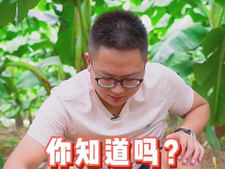 香蕉皮别轻易的丢哦,这样做好处可大着呢!#香蕉皮 #果园 #水果