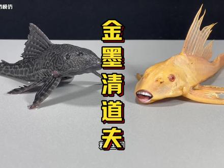 金墨清道夫,你见过吗?#清道夫 #清道夫奇葩试验 #清道夫消灭计划 #趣味实验 #外来入侵物种