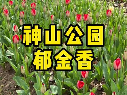 带着大家一起看看3.7日神山公园的郁金香开的咋样了#神山公园 #芜湖神山公园 #芜湖郁金香 #神山公园郁金香 #芜湖好玩的地方推荐