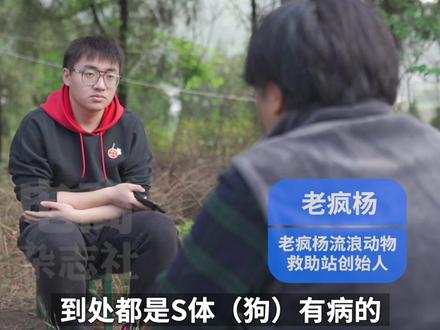 前段时间女子救下600多条狗的新闻上热搜,但实际收容了这些狗的救助机构#老疯杨团队对女子后续的做法提出了质疑。