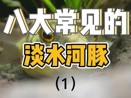 你中意哪个鱼? #水族 #淡水河豚鱼 #动物科普