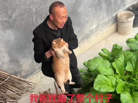 搁人家柴火堆里睡大觉#找猫 #猫丢了系列
