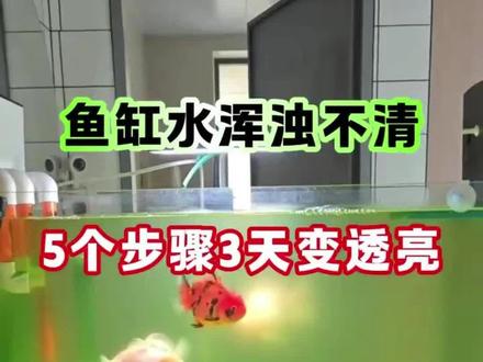 鱼缸水浑水浊,五个步骤三天变透亮#观赏鱼 #养鱼日记 #水族#热带鱼观赏鱼