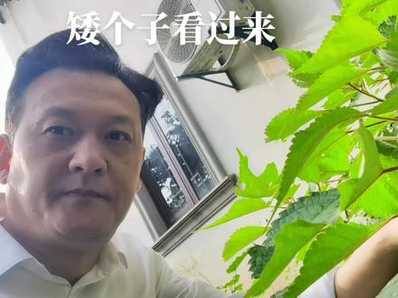 陈药师:炖小公鸡就用它#中草药 矮个子啥关系?#中药材