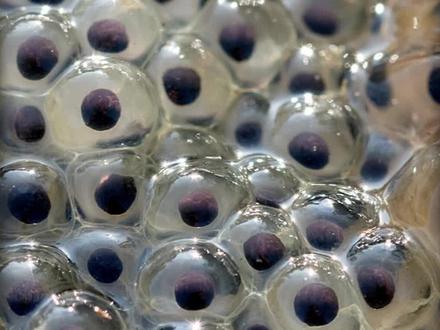 沉浸式养蛙卵,野外采集蛙卵带回家养了100天,变成了可爱的青蛙 #养鱼日记 #青蛙 #蝌蚪 #蝌蚪变青蛙