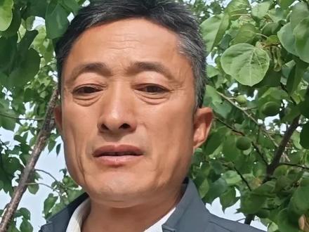 2026.4.28日,自家的荷兰香蜜杏,芒果油杏,珍珠油杏坐果率,单果重,外观形态区别简介!