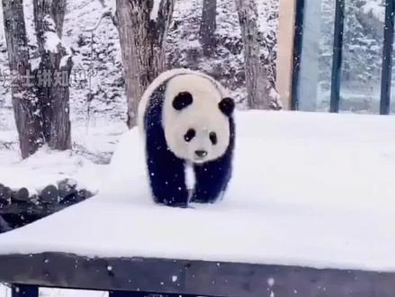 #创作灵感 论大熊猫的战斗力有多强?有没有颠覆你的认知呢#涨知识 #萌知计划 #dou