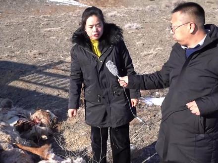 羊被狼咬死了赔不赔? 新疆托里县:赔! #野生动物#保险理赔