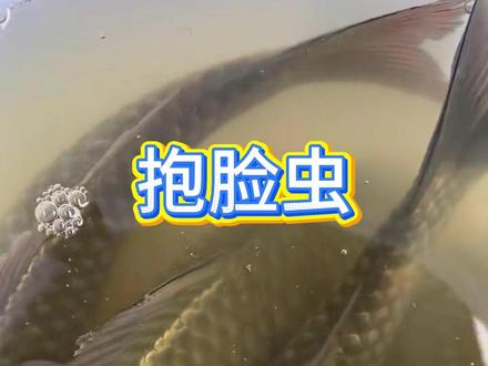 热门生物鉴定 豆娘不是蜻蜓#神奇动物在抖音
