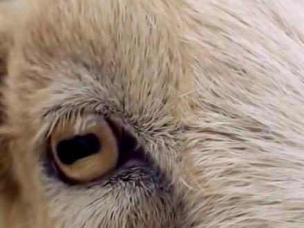 羊的瞳孔为什么是长方形的?#我是头条小百科