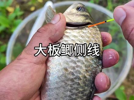 野生鲫鱼和养殖区别超过30一般都是杂交鲫鱼#钓鱼 #野钓 #鲫鱼