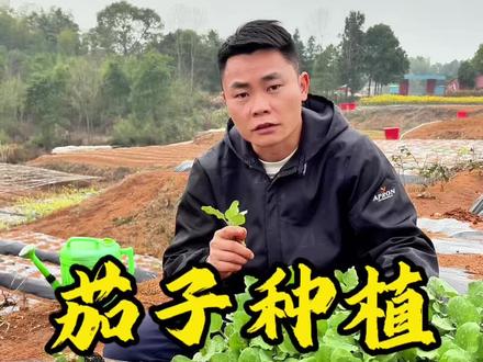 家人们,种茄子一定要记住:茄子旁边不能乱种菜! #茄子种植 #蔬菜种植技巧#种植小技巧 #分享农业小知识 #荒山种菜人小谢