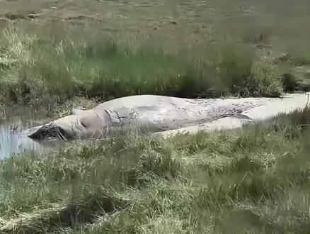 这种情况还有救吗?该出手时就得出手。#动物的迷惑行为 #动物 #动物世界 #动物成精 #狗狗的心思都写在脸上了