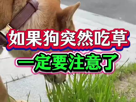 如果狗狗突然吃草一定要注意了#萌宠日常记录 #养狗日常 #新手养狗 #狗狗吃饭