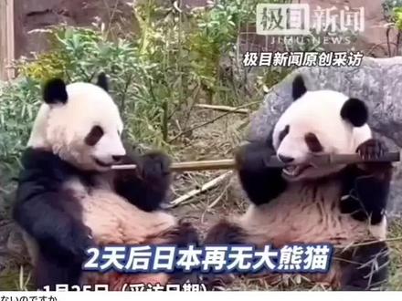 旅日大熊猫,晓晓和蕾蕾,27日启程回国