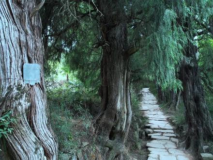 翠云廊(拦马墙段) #航拍 #剑阁县 #翠云廊 #拦马墙古蜀道 #广元旅游 @剑阁融媒 翠云廊拦马墙:与千年时光并肩而行
踏上剑阁县翠云廊拦马墙段的青石板,脚步声便成了与古人对话的密码。这里不是普通的徒步路线,而是一条穿越千年的时光隧道——八百余株汉唐古柏以遒劲的枝干书写编年史,每一道树纹里都蛰伏着张飞植柏的传说,每一块泛着幽光的石板都记录着诸葛亮北伐的车辙。
晨雾未散时漫步林间,会遇见最动人的光影魔术。阳光穿过2300岁"剑阁柏"的树冠,在地上投下甲骨文般的神秘符号;露珠顺着"帅大柏"的枝叶滑落,叮咚声里仿佛夹杂着唐代诗人的吟咏。深呼吸时,古柏分泌的萜烯类物质自动为都市肺叶消毒,这是世界上现存最古老的人工行道树在为现代旅人调理气息。
拦马墙的独特设计暗藏古人智慧。高1.5米的土墙如一条蜿蜒的时光分界线,外侧是21世纪的车水马龙,内侧却完整保存着元明时期的驿道原貌。当手指抚过那些被缰绳磨出凹痕的拴马石,指尖传来的细微震动,或许是某个戍边将士托付给古柏的家书正在解码。
建议在申时前往"结缘柏"下小憩。这株因枝干交缠而得名的连理树,见证过无数商旅、学子、将士的相遇与别离。此时西斜的日光会把树影拉长成时光标尺,最适合取出背包里的《蜀道难》,在"但见悲鸟号古木"的诗句旁添上此刻的感悟。当暮色浸透廊道,归途上那些被月光镀银的柏树轮廓,将成为你私人收藏的活体文物。