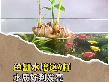 千万别在鱼缸里水培这4样东西,我怕你水质好到发亮,鱼儿活到爆缸!#鱼缸水培植物#养鱼小技巧