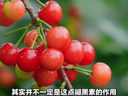 吃车厘子能改善睡眠?车厘子大量上市,褪黑素含量成焦点。专家辟谣:含量太少,成吨吃或才有效。