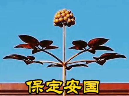 #保定 安国是国内最大的药市,也是真正的千年药都,就是电视剧《大宅门》中的白景琦都曾赶到安国买药材,这个县级市是怎么成为千年药都的呢?#城市 #城市记忆 #中药材 #药都安国