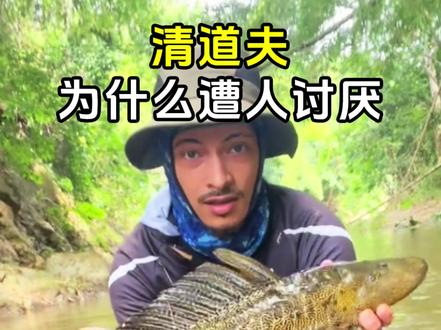 清道夫为什么遭人讨厌? #清道夫 #清道夫有什么危害 #动物科普