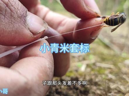 小青米套标全过程,视频有点长,耐心观看。#户外找蜂 #小青米