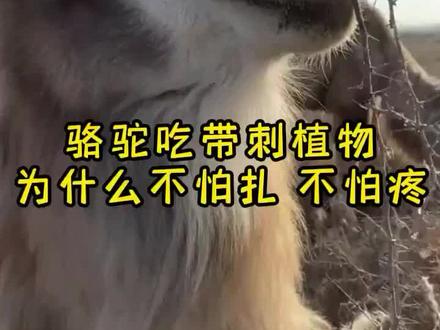 骆驼吃骆驼刺 带刺仙人掌 带刺的树枝不怕刺吗
戈壁沙漠之舟骆驼为什么不怕刺扎 为啥吃刺不怕扎吗
骆驼吃带刺东西不会被刺扎 能消化吗 不怕扎嘴
骆驼吃东西不怕刺 不扎嘴吗 会刺伤胃吗
骆驼为什么爱吃骆驼刺 仙人掌刺也吃进去吗
骆驼为什么可以吃带刺的荆棘 骆驼吃刺槐 吃骆驼刺不扎嘴
骆驼吃干尖刺 为什么要吃带刺的植物 吃长满刺仙人掌
骆驼吃刺不扎怎么回事 为什么敢吃带刺的树枝
为什么骆驼吃骆驼刺不会扎嘴 骆驼吃仙人掌头上扎刺
骆驼为什么能吃带刺的 喜欢吃带刺的植物 吃长满刺的仙人掌
#神奇动物在抖音 #可爱 #宠物 #动物世界 #萌宠