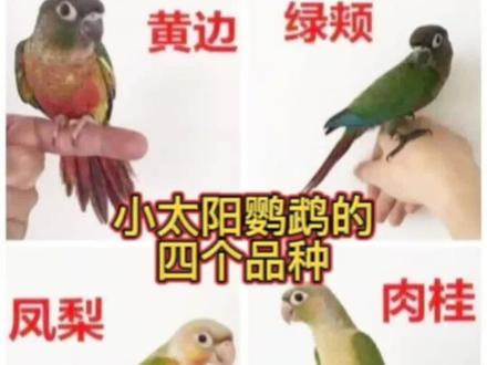 小太阳鹦鹉的四个品种!
你们喜欢养了几个?