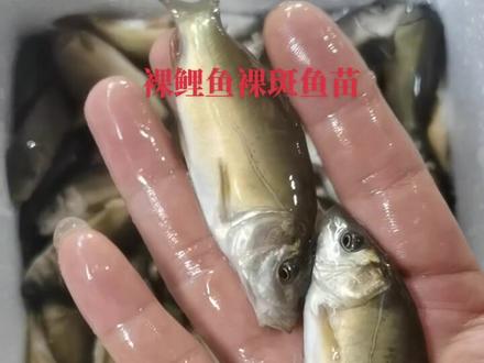 裸鲤鱼苗裸斑,生存能力特别强的一种杂食性鱼类
