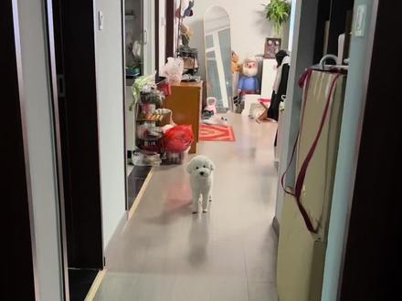 开出比熊隐藏款是一种什么体验,豆豆眼小白真的好可爱#萌宠出道计划 #比熊 #萌宠推荐官 #不养狗不知道养狗的乐趣 #萌宠日常记录