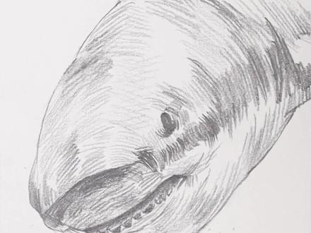 画出来的大白鲨#画画 #手绘 #绘画 #美术生 #素描基础