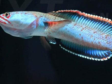 新手推荐养哪种雷龙?我说血斑是天花板没人有意见吧#雷龙鱼 #观赏鱼 #血斑一型雷龙 #冰火雷龙 #水族