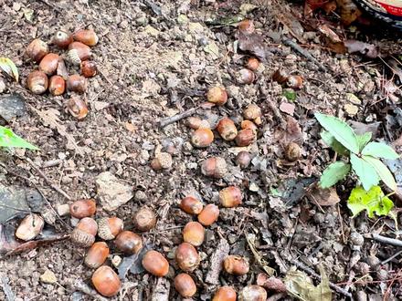 橡树,橡果豆腐奉献者! #植物 #大自然