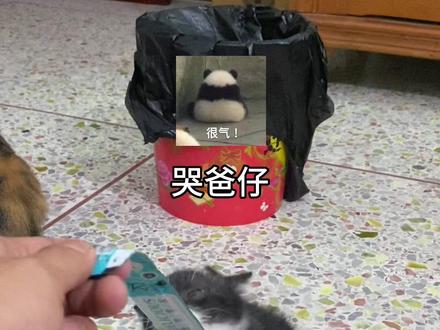 家人们谁都阿,哭爸仔又来搞垃圾桶了!我真的酸Q#猫咪 #动物的迷惑行为
