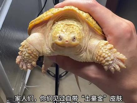 这个黄化鳄怎么样,评论区看看你们的黄化鳄。#合法养龟 #新手养龟经验分享 #养龟必看 #高端龟种 #龟中极品