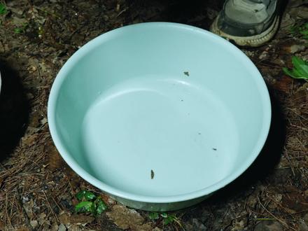 鲶鱼到底吃什么,怎么钓?#野钓鲶鱼#鲶鱼#野钓 #钓鱼