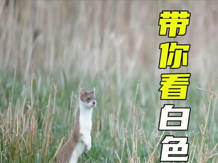 活到一万年的黄鼠狼才会变成白色,见者万事如意 #黄鼠狼 #黄大仙 #动物世界