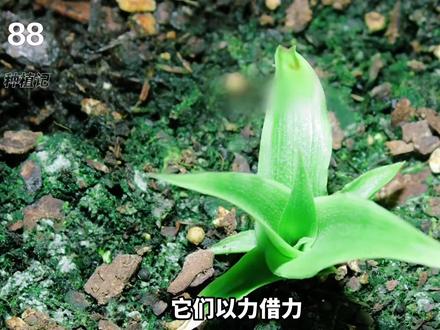 菠萝从种子开始要种多久才能开花结果?