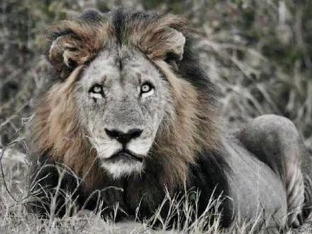 坏男孩联盟所有成员实力大解析全集#坏男孩联盟 #动物 #鬣狗