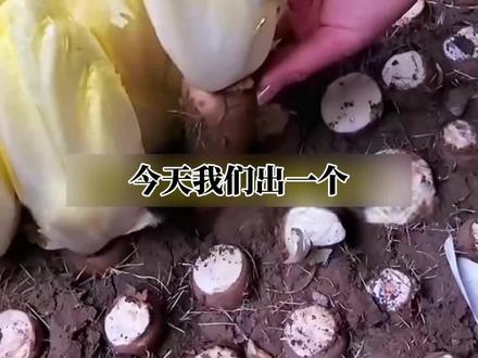 金玉兰菜的种植方法,菊苣浑身都可以吃#金玉兰菜 #新农人计划 #三农 #优质农产品 #种植小技巧