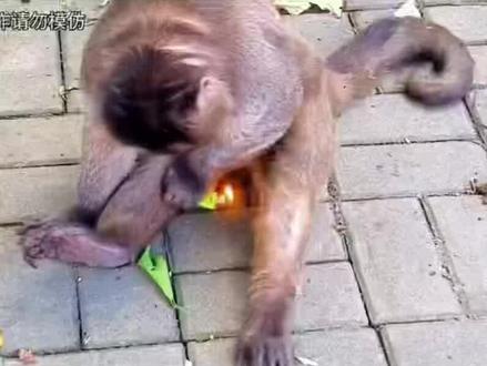 傻猴子用打火机
把自己点着了
它就想吃点烧烤而已