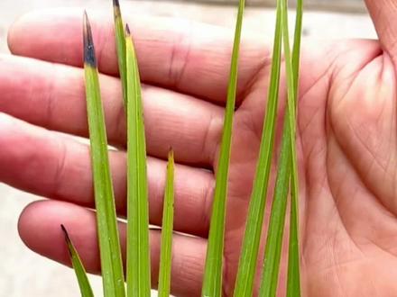 兰花焦尖是什么原因
又该如何避免
#一花一草一世界 #种兰花我是认真滴
#爱生活爱养花
#兰花开了