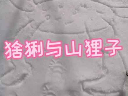 猞猁和山狸子不是一个东西#户外 #涨知识 #科普 #东北 #农村生活