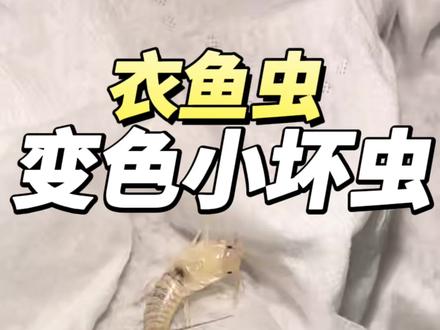 这种小虫叫衣鱼虫,衣鱼虫分为三种颜色,床和衣柜里是白色的,踢脚线里是银色的,瓷砖缝隙里是黑色的,远看很像小蟑螂,爬行非常迅速,会咬人,容易导致皮肤过敏,身上还携带细菌在地板上出现,看起来是这样的这是放大后的样子。天气潮湿,很容易导致衣鱼虫大量繁殖,衣鱼虫繁殖速度很快,没有及时控制的话,就会在家里成群出现。可以在家里衣鱼虫经常出现的地方使用这款杀虫剂,只要虫子爬过,接触到药剂,就能有效灭杀衣鱼虫#衣鱼虫 #衣鱼虫药 #衣鱼虫专用杀虫剂 #衣鱼虫是怎么滋生的 #衣鱼虫喷雾