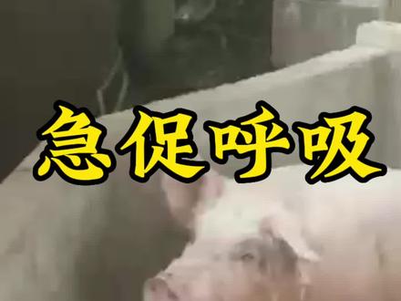 猪急促呼吸,肚子喘气,口吐白沫是怎么回事?#猪传染性胸膜肺炎 #传染性胸膜肺炎 #养猪 #胸膜肺炎 #养猪人不容易