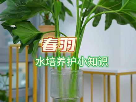 很多人养水培春羽的时候都喜欢加很多水养,其实是错误的!#春羽 #养护小知识