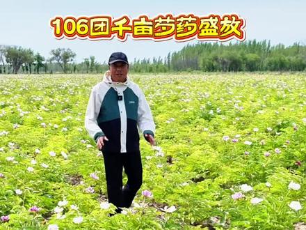 106团千亩芍药盛放,23-24日还有文艺美食红色基地等你来 #第六师106团芍药花海 #新疆周末游玩好去处 #兵团红色文旅 #五月赏花好去处