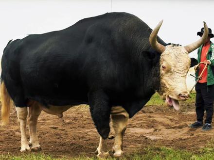 新时金刚PK飞来寺白脸12月20号在屏边开战