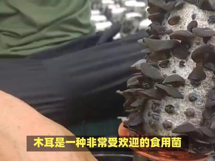 木耳的种植技术,与菌种的培育方法大总结! #蘑菇 #食用菌栽培 #菌 #菌子