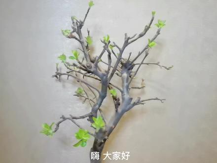 冬红果海棠的养护方法和注意事项