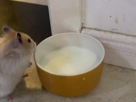 仓鼠现在进化成越狱后会自己回家了?离谱,我之前的鼠白嘎了#金丝熊日常 #仓鼠越狱 #养鼠日常分享 #搞笑